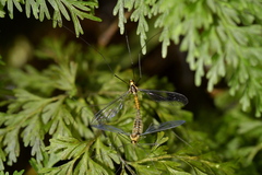Leptotarsus bivittatus