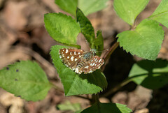 Spialia