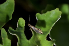 Mnesarchella