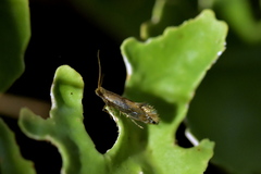 Mnesarchella