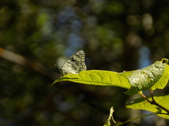 Melanargia russiae