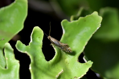 Mnesarchella