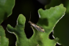 Mnesarchella
