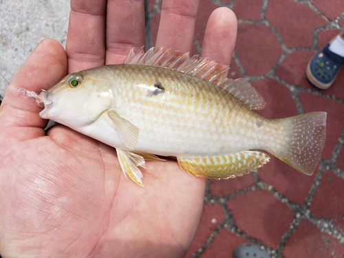 Borneo tuskfish (Choerodon oligacanthus) — Labridae