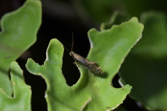 Mnesarchella