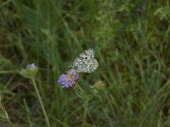 Melanargia russiae