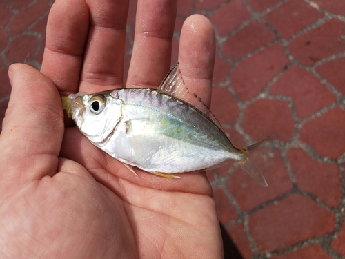 Toothed ponyfish (Gazza minuta) — Leiognathidae — 2