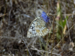 Melanargia russiae