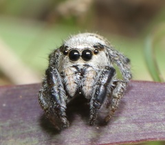 Pellenes bulawayoensis