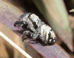 Pellenes bulawayoensis