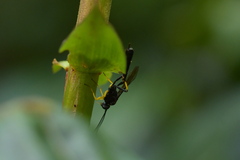 Dusona stramineipes