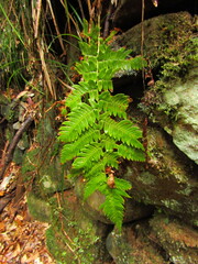 Dryopteris lacera