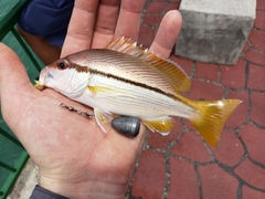 Lutjanus vitta