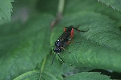 Macrophya diversipes