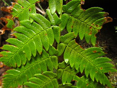 Dryopteris lacera