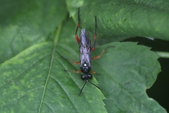 Macrophya diversipes