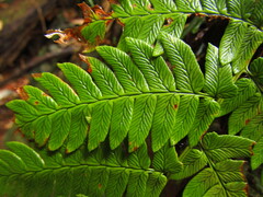 Dryopteris lacera