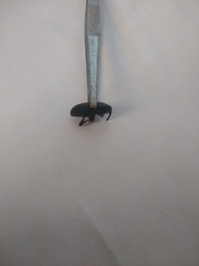 Scyphophorus acupunctatus