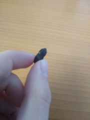 Scyphophorus acupunctatus