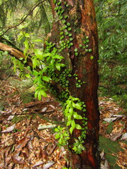 Pieris japonica japonica