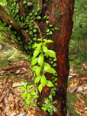 Pieris japonica japonica