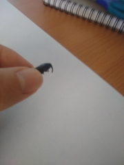 Scyphophorus acupunctatus