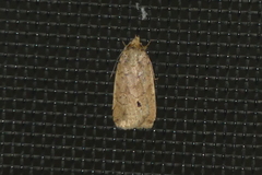 Scythropiodes