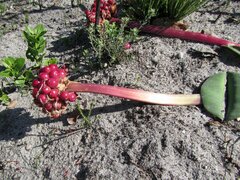 Haemanthus sanguineus
