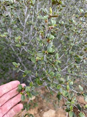 Cercocarpus betuloides betuloides