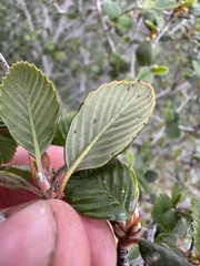Cercocarpus betuloides betuloides