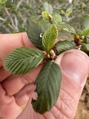 Cercocarpus betuloides betuloides