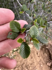 Cercocarpus betuloides betuloides