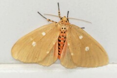 Tinolius eburneigutta