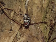 Limnophora obsignata
