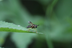 Chrysotoxum festivum