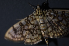 Haritalodes derogata