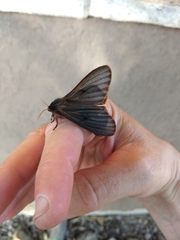 Heliconisa pagenstecheri