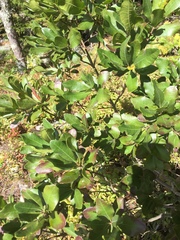 Myricaceae