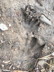Myocastor coypus