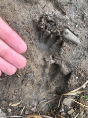 Myocastor coypus