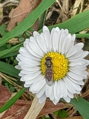 Episyrphus balteatus