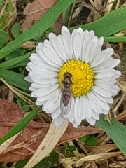 Episyrphus balteatus