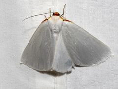 Thalaina selenaea