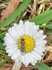 Episyrphus balteatus