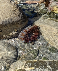 Phlyctenanthus australis