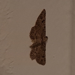 Lepidoptera