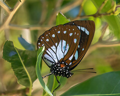 Charaxes wakefieldi