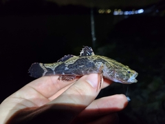 Oxyeleotris marmorata