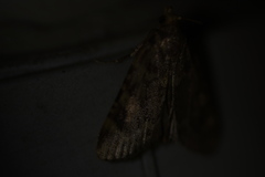 Aglossa