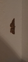Lepidoptera